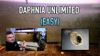 How I Raise Daphnia Water Fleas And You Can Too [upl. by Eudoxia]