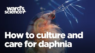 Caring and Culturing for Daphnia [upl. by Joli]