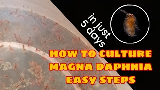 How to Culture Magna Daphnia Easily [upl. by Arleen369]