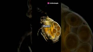 How to culture Daphnia for your Aquarium [upl. by Kraus275]