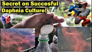 How to Culture Daphnia Successfully [upl. by Dail159]