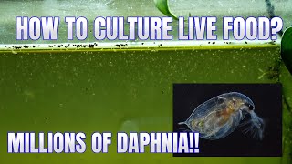 How to Culture Daphnia Secret Method to Breed MILLIONS  Simply Aquatic [upl. by Balbur556]