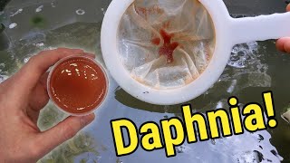 How I Culture Daphnia In Outdoor Tubs [upl. by Khichabia38]