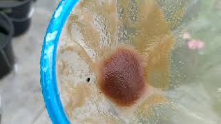 How to culture daphnia moina in a small container Part 1 English Subtitle [upl. by Luckin]