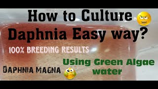 Daphnia MagnaHow to Culture Daphnia Easy wayCulturing Daphnia using Green water Daphnia [upl. by Watt]