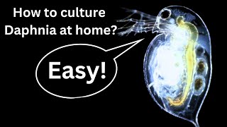 BEST Live Fish Food Beginner guide How to Culture Daphnia at home [upl. by Ketchan]