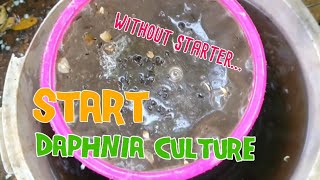 How to culture daphnia moina the easy way 1  Starting the Daphnia culture [upl. by Nauqaj]