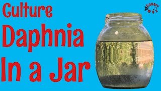 How to Culture Daphnia in a Jar [upl. by Metts]