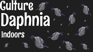 How to Culture Daphnia [upl. by Selinda]