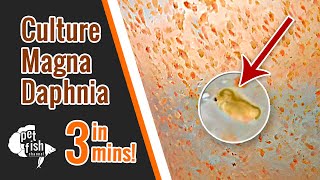 How to culture DAPHNIA MAGNA  The easy way [upl. by Ttik]