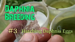 Daphnia Culture made simple and easy 3  Hatching Daphnia eggs [upl. by Canning]