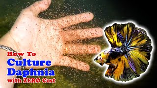 How to Culture Daphnia with ZERO Cost  Unlimited Live Food For Our Fish [upl. by Keg]