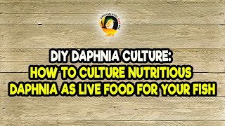 DIY Daphnia Culture How to Culture Nutritious Daphnia as Live Food for Your Fish [upl. by Kraft903]