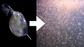 How I Culture Daphnia [upl. by Dikmen]