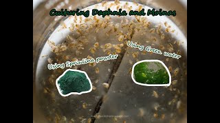 How To Culture Daphnia and Moinas using Green Water Spirulina powder [upl. by Odrareg]