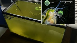 Raising Daphnia for the Freshwater Aquarium [upl. by Sparrow]