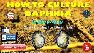 HOW TO CULTURE DAPHNIA In Easy Way [upl. by Cutler129]